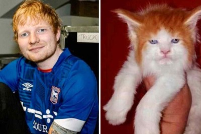 Internet Melts Over Feline Doppelganger of Ed Sheeran: The Uncanny Cat Lookalike Taking the World by Storm!