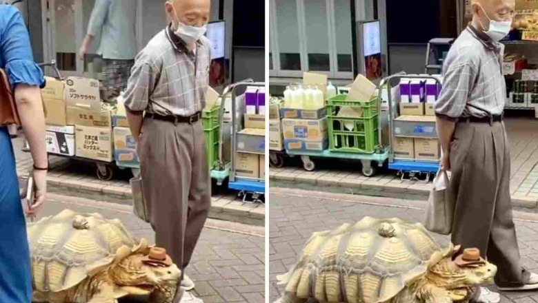 Man Takes Giant Tortoise for a Walk and Internet Can't Get Enough!