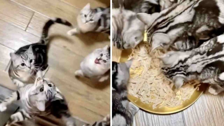 The Hilarious Chaos of Hungry Cats at Dinner Time Will Leave You in Stitches!