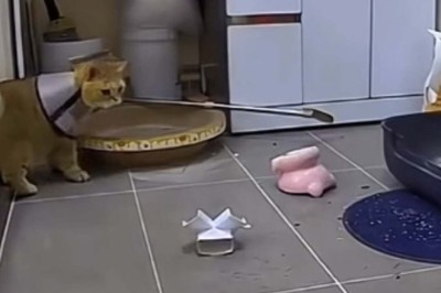 The Most Destructive Cat in History: Hilarious Video Goes Viral!