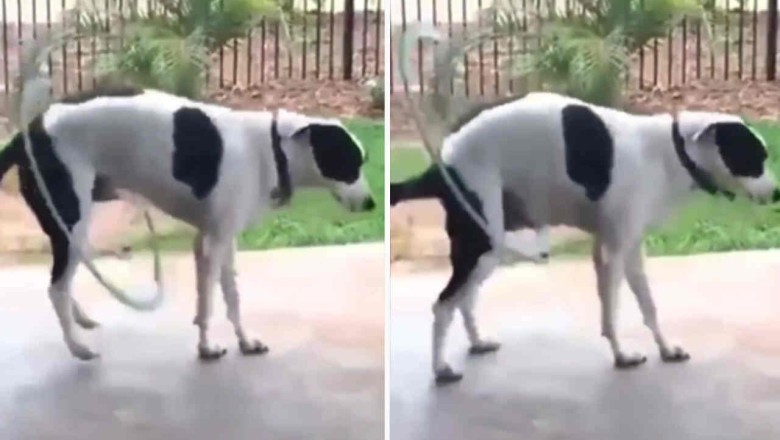 Unbelievable! Watch this Clever Canine Master the Hula Hoop and Leave You in Stiches!