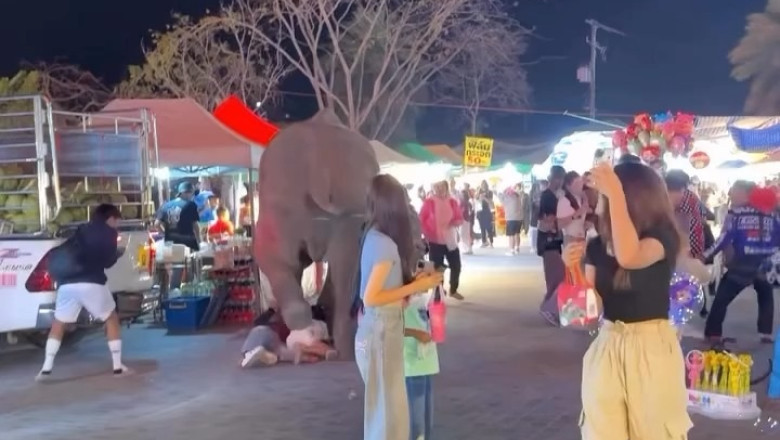 Elephant Goes on Rampage at Thai Fair, Leaving Five Injured