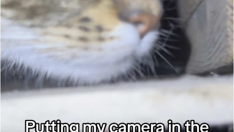 Cat Caught Chilling in Attic Sparks 10.7 Million Views!