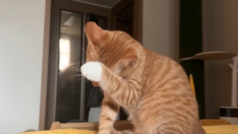 The Adventures of Whiskers: A Hilarious Cat's Life