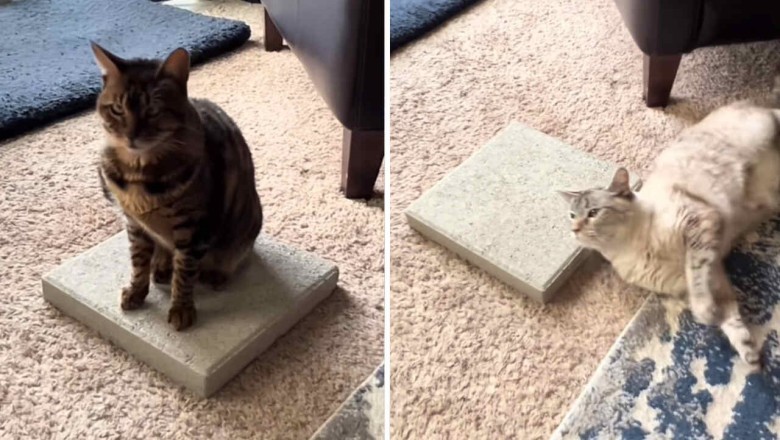 The Purr-fect Trend: Why Cats Are Obsessed with Concrete Slabs!