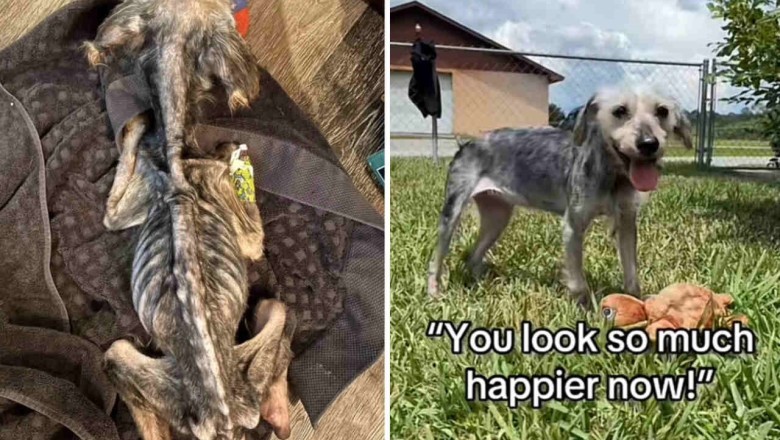 We Didn't Think She Would Make It": Hazel's Journey from Despair to Joy