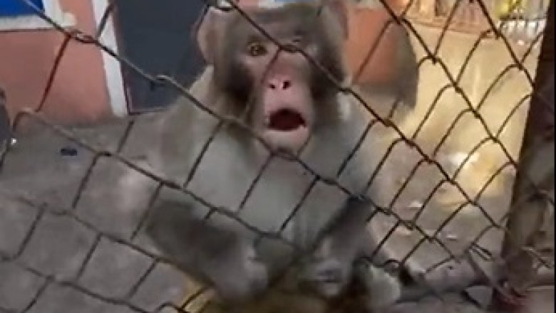 Monkey Business: Making the Monkey Look Dumbfounded!