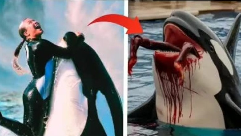 The Viral TikTok Tale of Jessica: The Orca Attack Story That Shook the Internet
