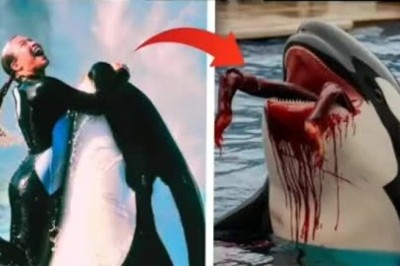 The Viral TikTok Tale of Jessica: The Orca Attack Story That Shook the Internet
