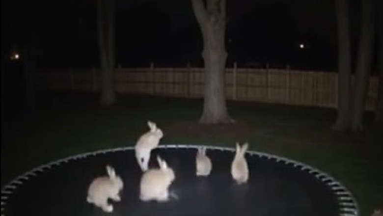 "Unbelievable Animal Behavior: Captured Moments You've Never Seen!"