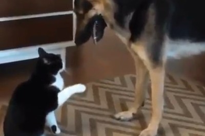 Epic Playtime: Watch a Shepherd Dog and Cat Team Up for Hilarious Fun!