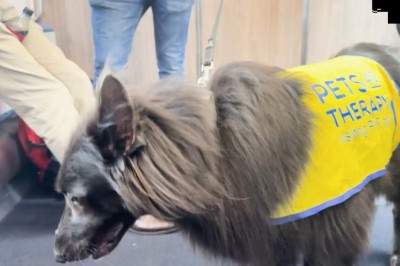Meet Britain’s First Railway Therapy Dog — Helping Passengers Calm Down!