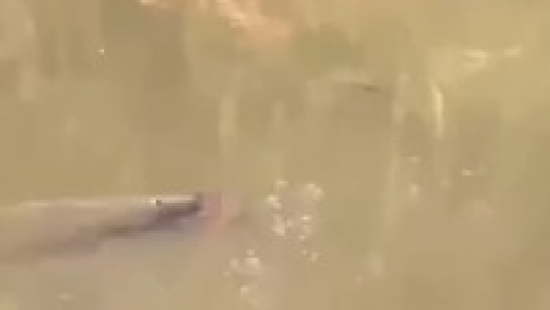 Crocodile Attack: Father Snatched From Family in Terrifying River Incident!