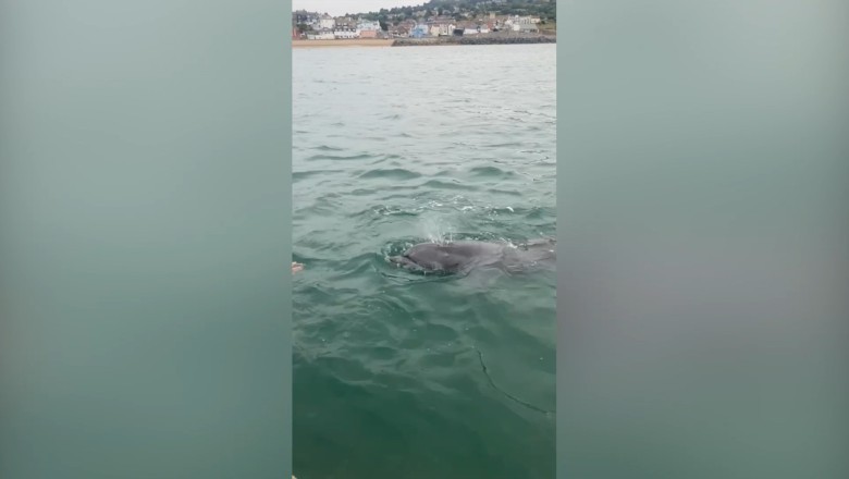 Magical Encounter: Playful Dolphin Joins Family for a Swim in Dorset!