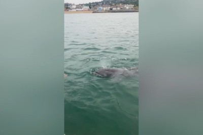 Magical Encounter: Playful Dolphin Joins Family for a Swim in Dorset!