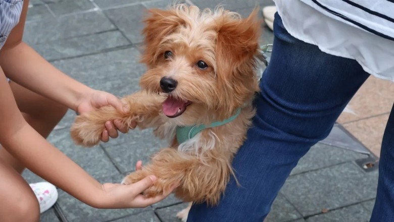Unleashed Joy: The Bark-tastic Dog Competition That Brought Ust-Kamenogorsk Together!