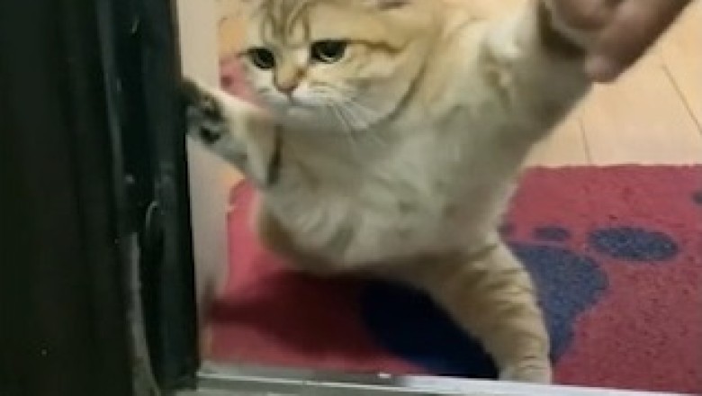 Cat Evades Tax: The Feline Mastermind Behind the Scheme
