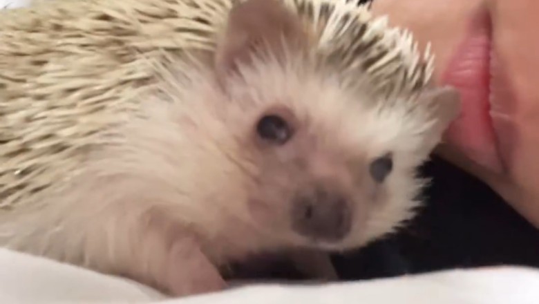 Hilarious Hedgehog Moment: Watch This Cutie Get Totally Confused!