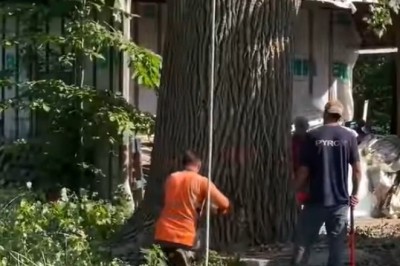 Mind-Blowing Tree Cutting Technique: Watch This Giant Fall Safely!