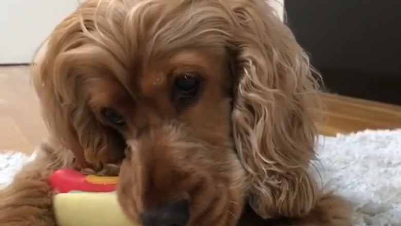 Watch This Dog Play Like a Pro: Adorable Antics That Will Make You Smile!