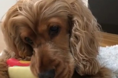 Watch This Dog Play Like a Pro: Adorable Antics That Will Make You Smile!