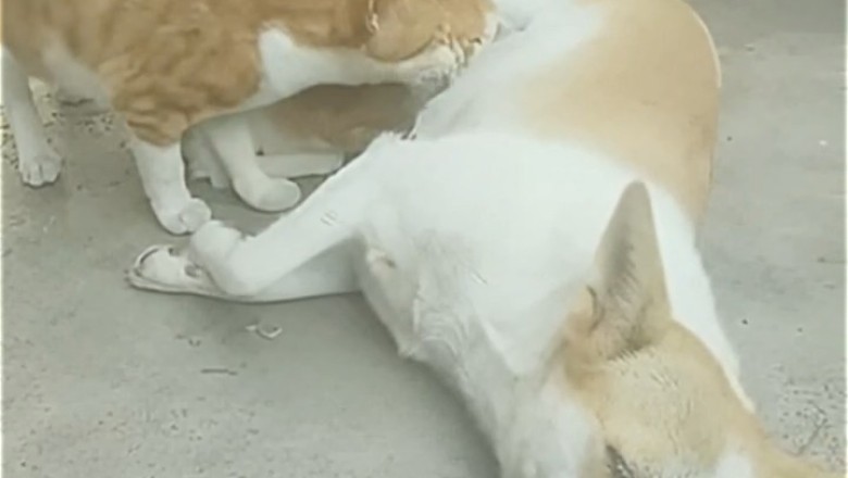 Amazing Bond: Dog Nurses Orphaned Kittens – Heartwarming Moments!