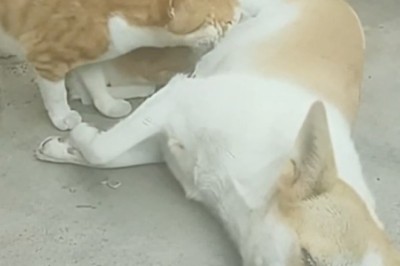 Amazing Bond: Dog Nurses Orphaned Kittens – Heartwarming Moments!