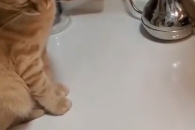 Curious Cat vs. Eggs: You Won't Believe What Happens Next! 🐾🥚