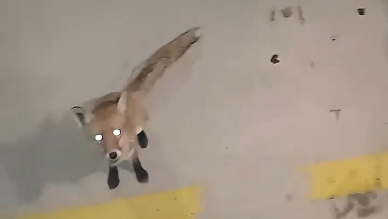Food for Fox: Heartwarming Moment When a Fox Asks for Food! 🦊🥘
