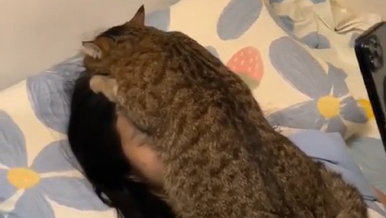 Heartwarming Rescue: Dying Cat Finds Hope in Solar Energy
