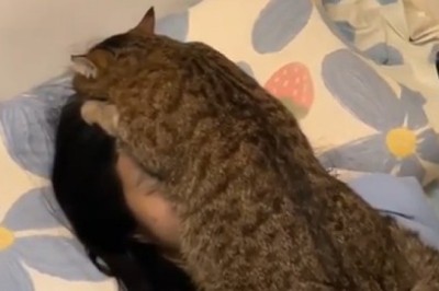 Heartwarming Rescue: Dying Cat Finds Hope in Solar Energy