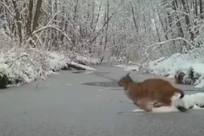 Shocking Encounter: Wild Cat vs. Ice – You Won't Believe What Happens!