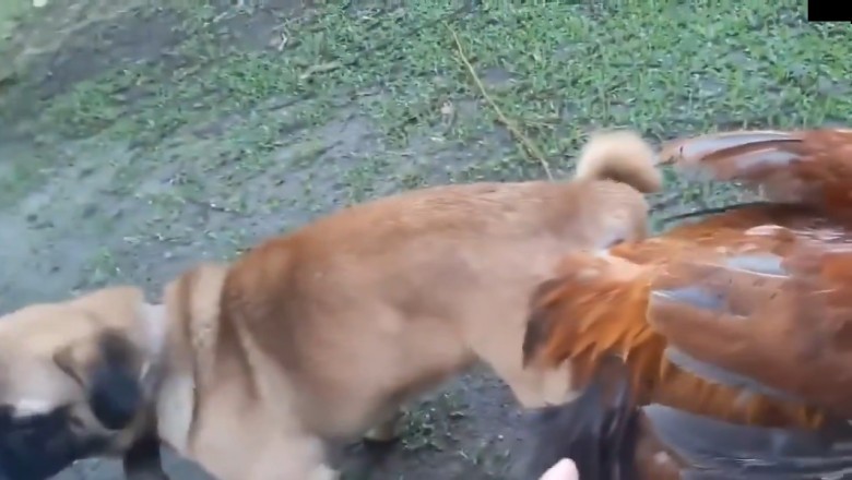 Sustainable Companions: How Roosters and Dogs are Nature's Best Friends!