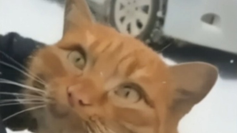 The Most Loyal Cat: Watch This Heartwarming Tale of Faithfulness!