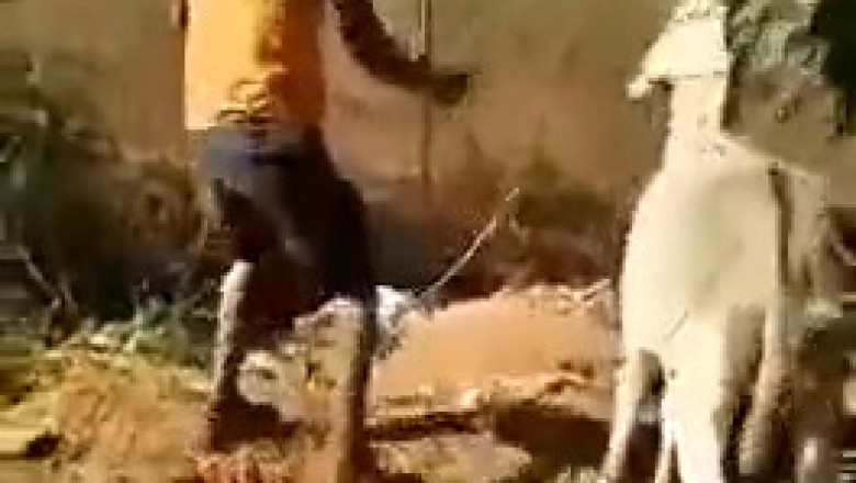 Unexpected Revenge: Donkey Gets Back at Owner!