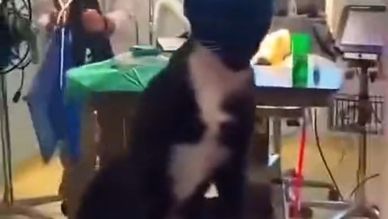 Hilarious Reactions: Cats at the Vet - You Won't Believe Their Faces!
