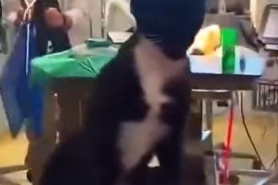  Hilarious Reactions: Cats at the Vet - You Won't Believe Their Faces!